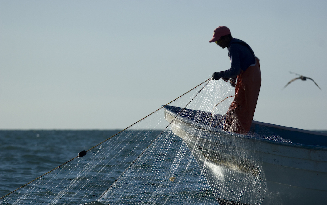 Resultado de imagen para pesca ilegal de la vaquita marina