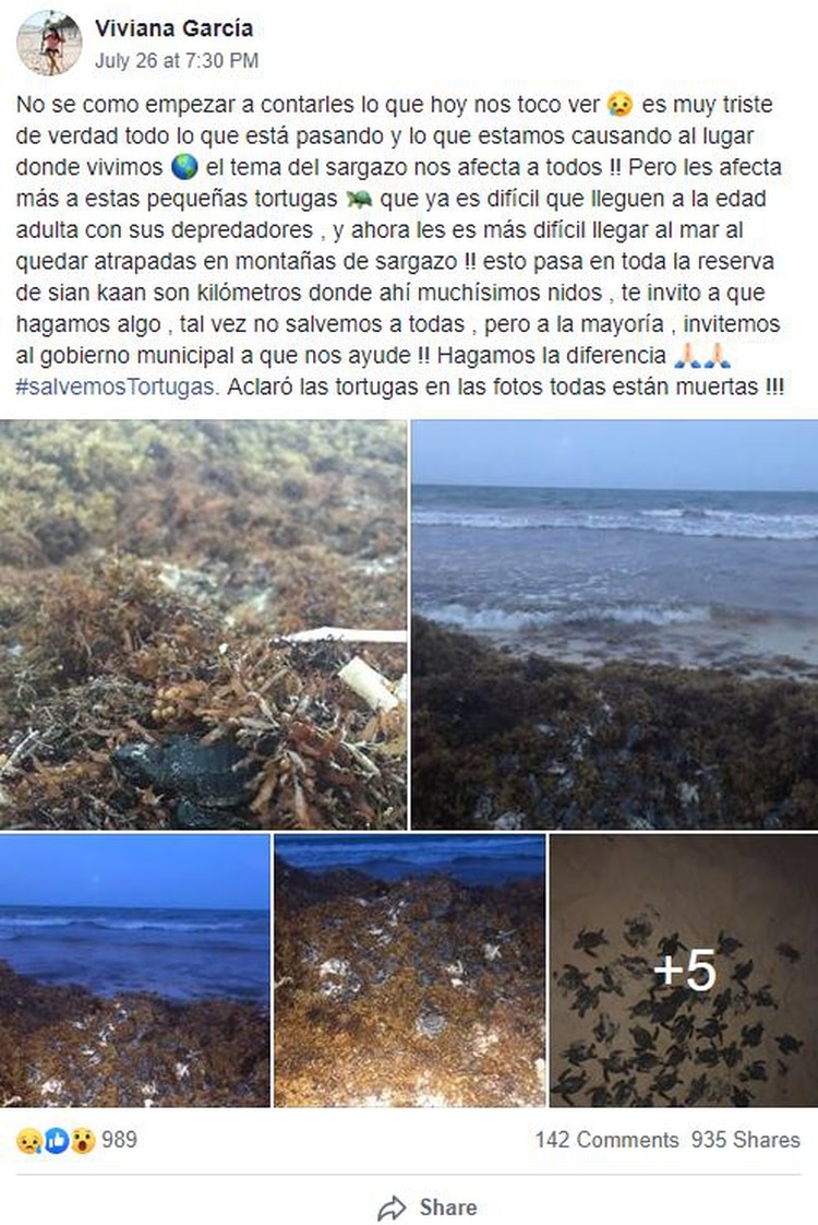 Usuarios de Facebook publicaron las fotografÃ­as donde se observa a las crÃ­as de tortugas atrapadas entre el sargazo