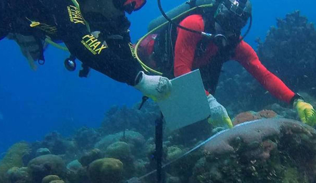 Resultado de imagen para siembra de corales quintana roo