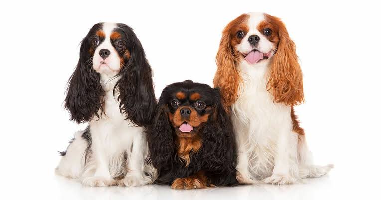 Cavalier King Charles Spaniel