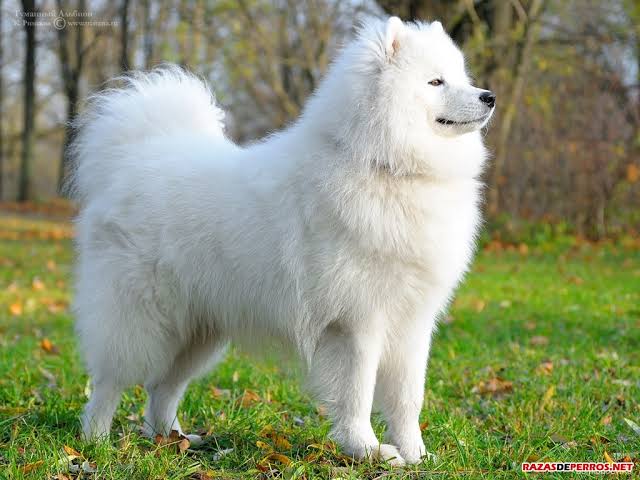 Samoyedo