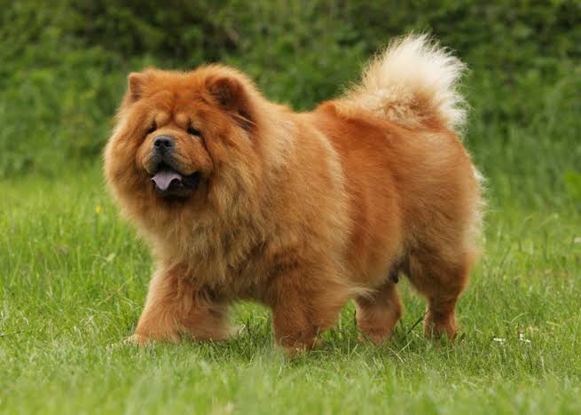 Chow-chow