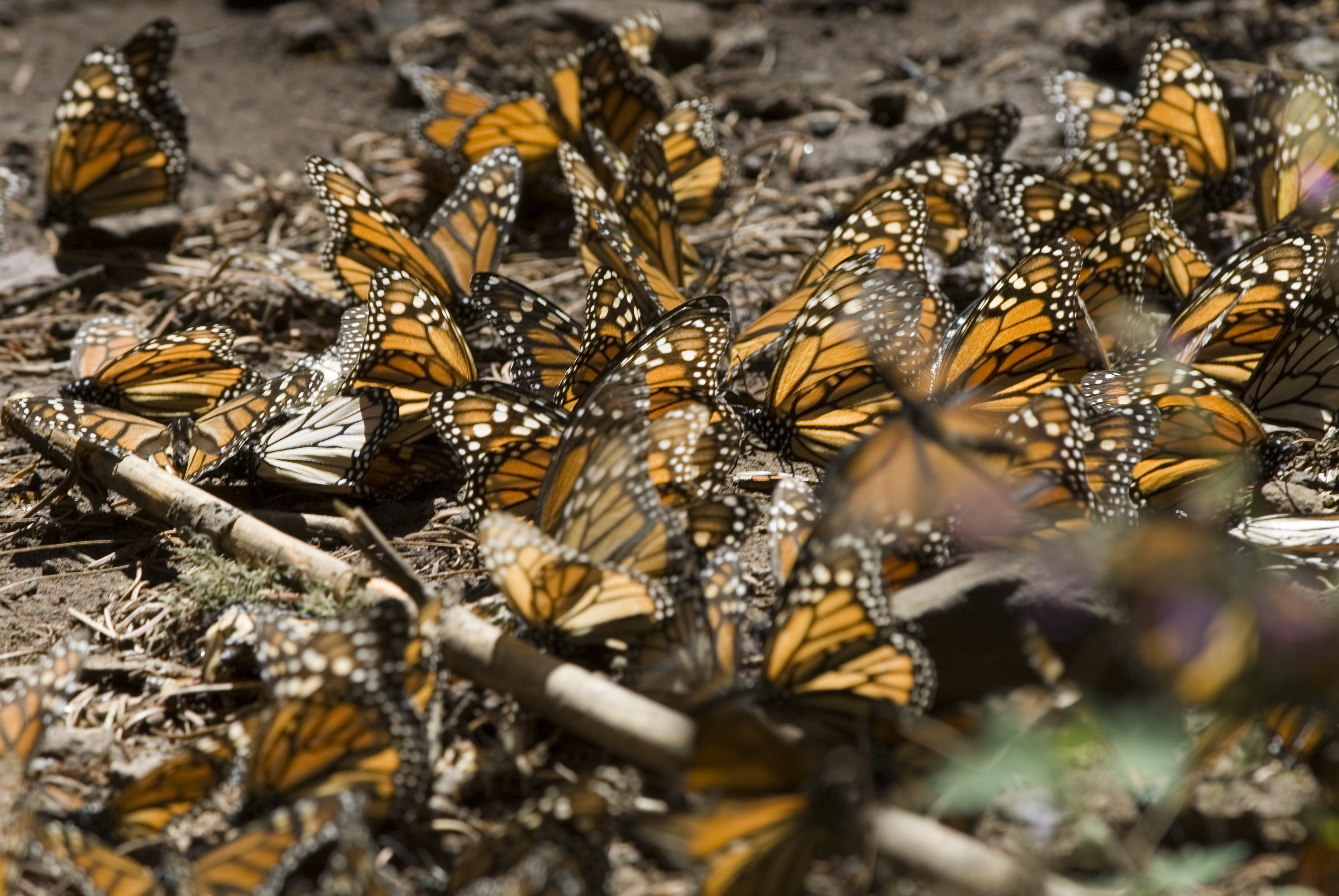 Mariposa Monarca